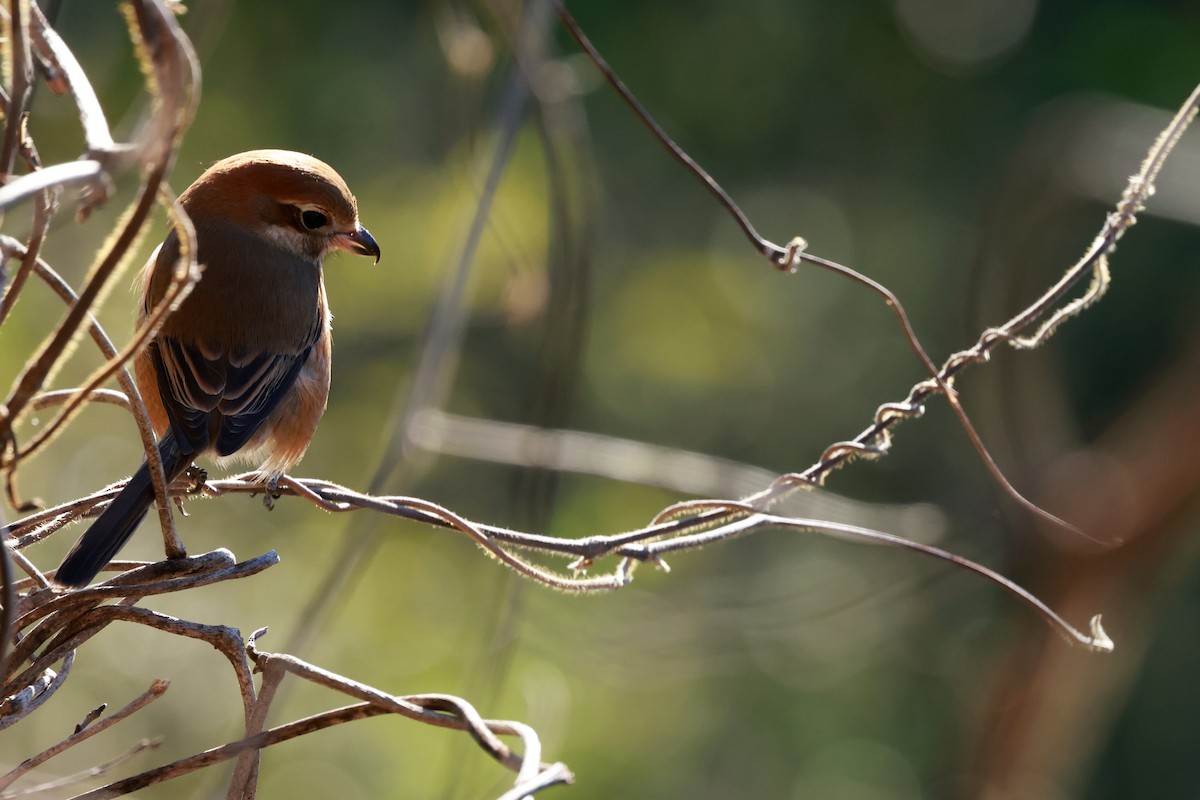 紅頭伯勞 - ML647113719