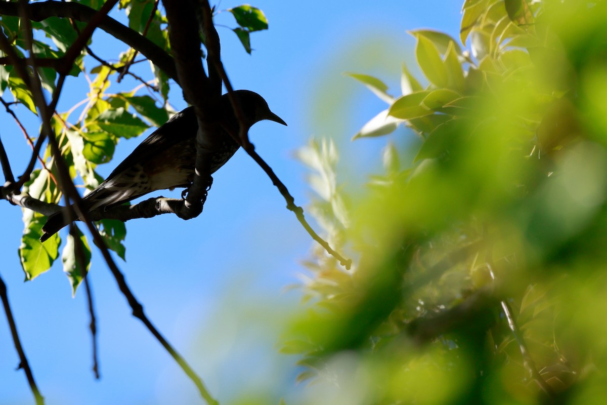 斑點鶇 - ML647113723