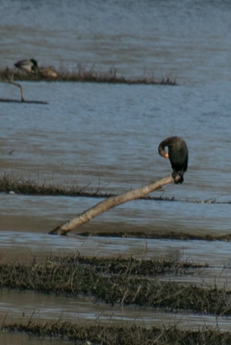 Double-crested Cormorant - ML647113726
