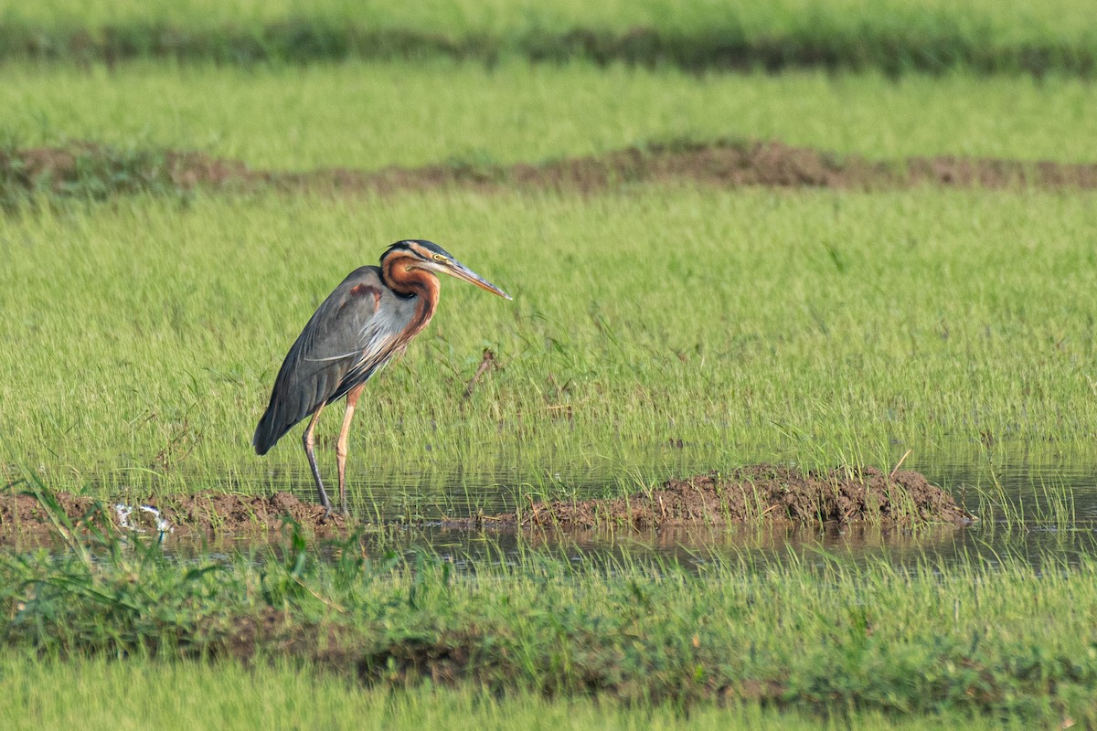 Garza Imperial - ML647113728