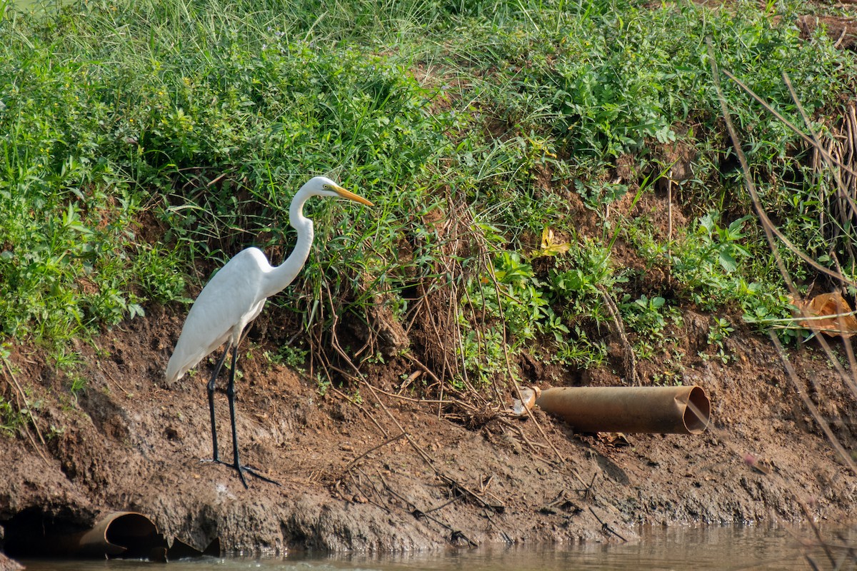 Garceta Grande - ML647113729