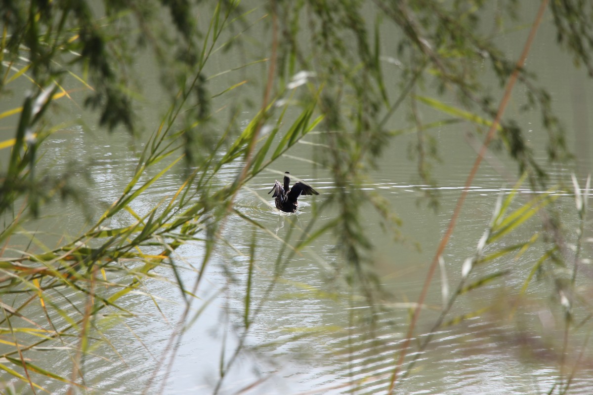 Wood Duck - ML647113733