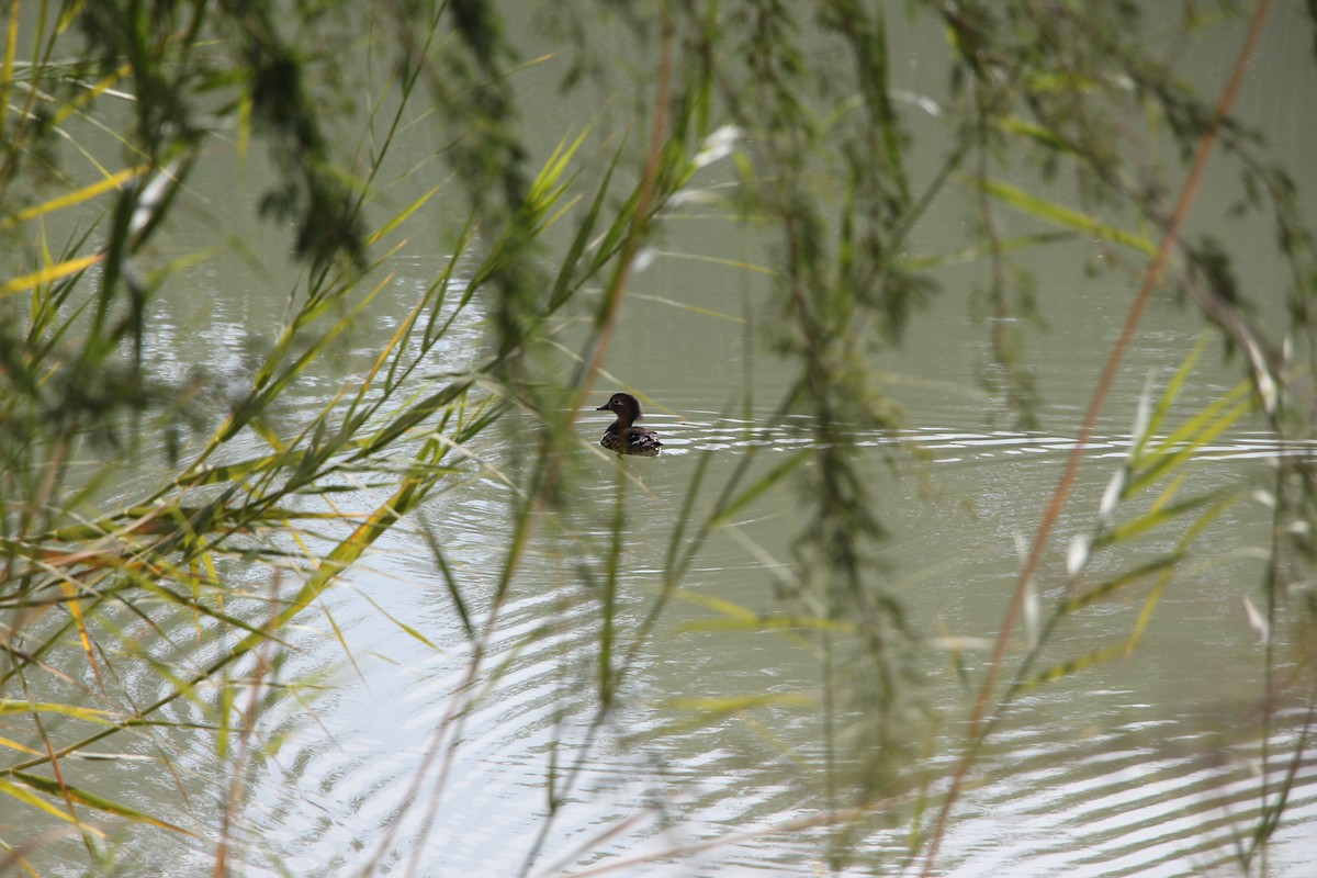 Wood Duck - ML647113734