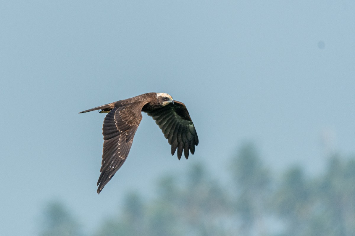 Aguilucho Lagunero Occidental - ML647113736