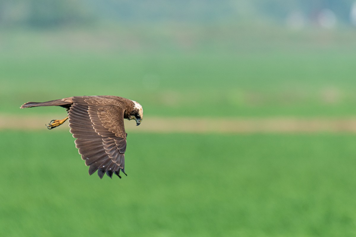Aguilucho Lagunero Occidental - ML647113737