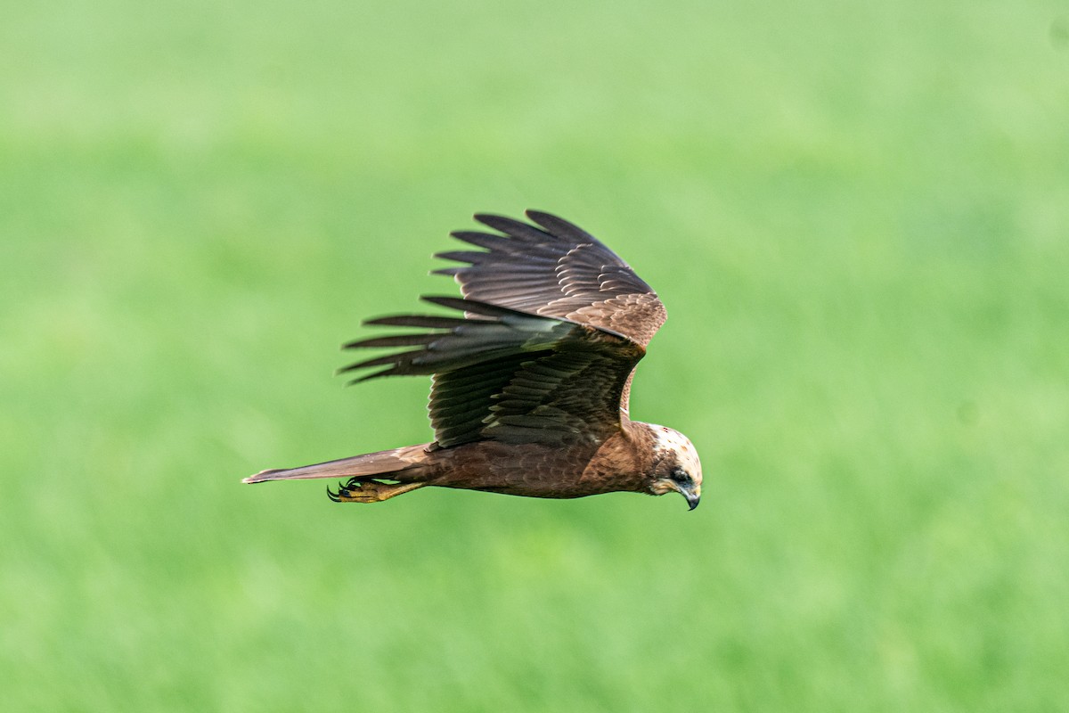 Aguilucho Lagunero Occidental - ML647113738