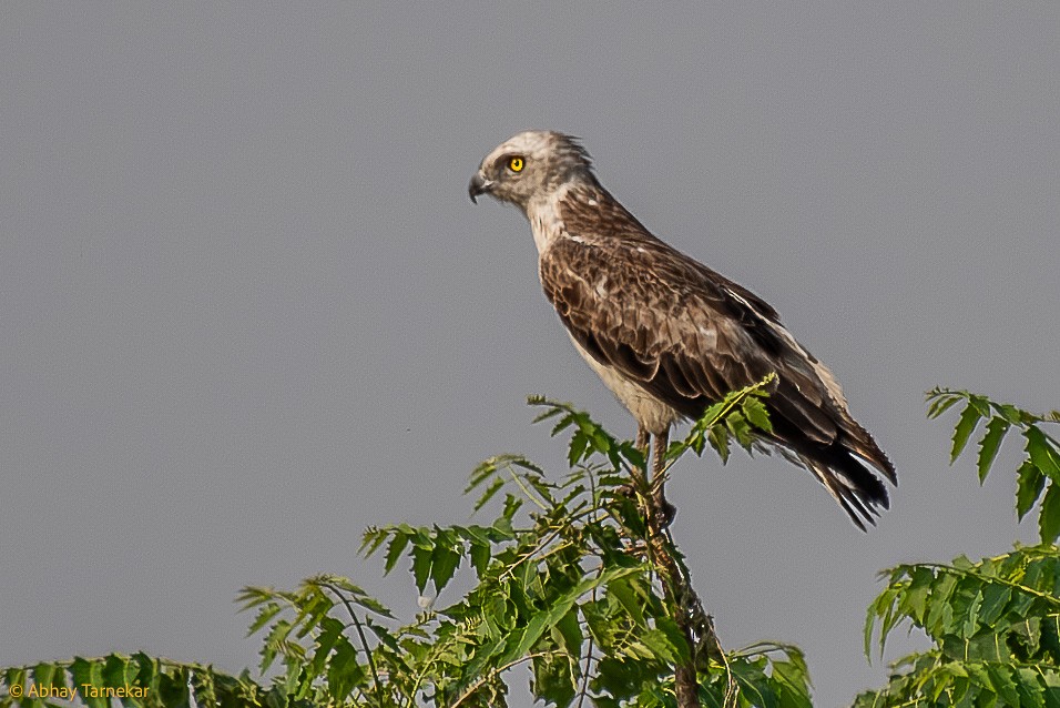 Short-toed Snake-Eagle - ML647113741