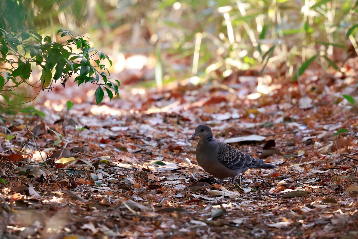 金背鳩 - ML647113744