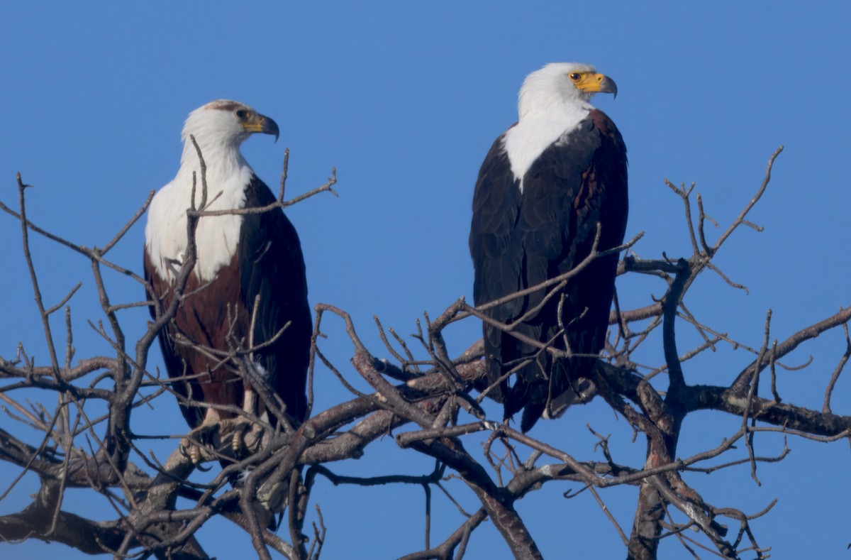 flodørn - ML647113745