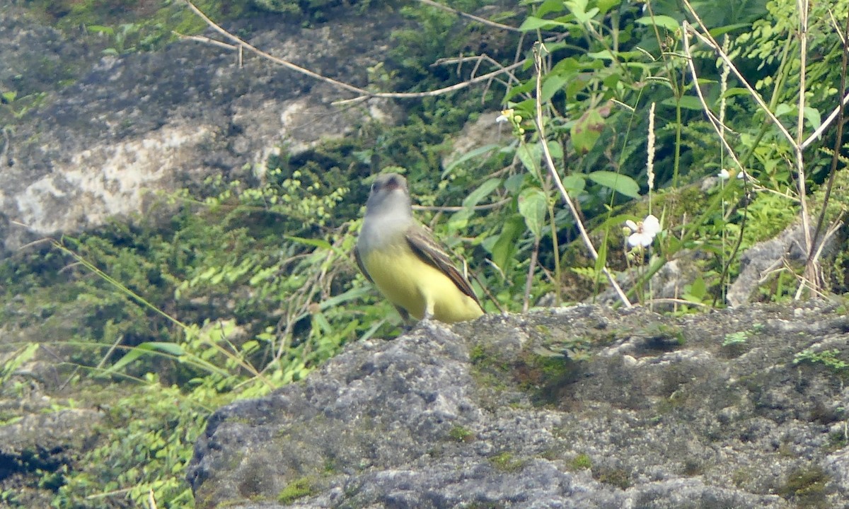 Great Crested Flycatcher - ML647113746