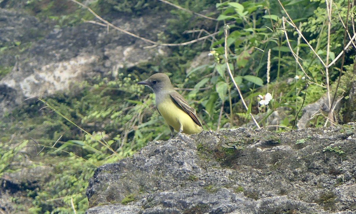 Great Crested Flycatcher - ML647113748