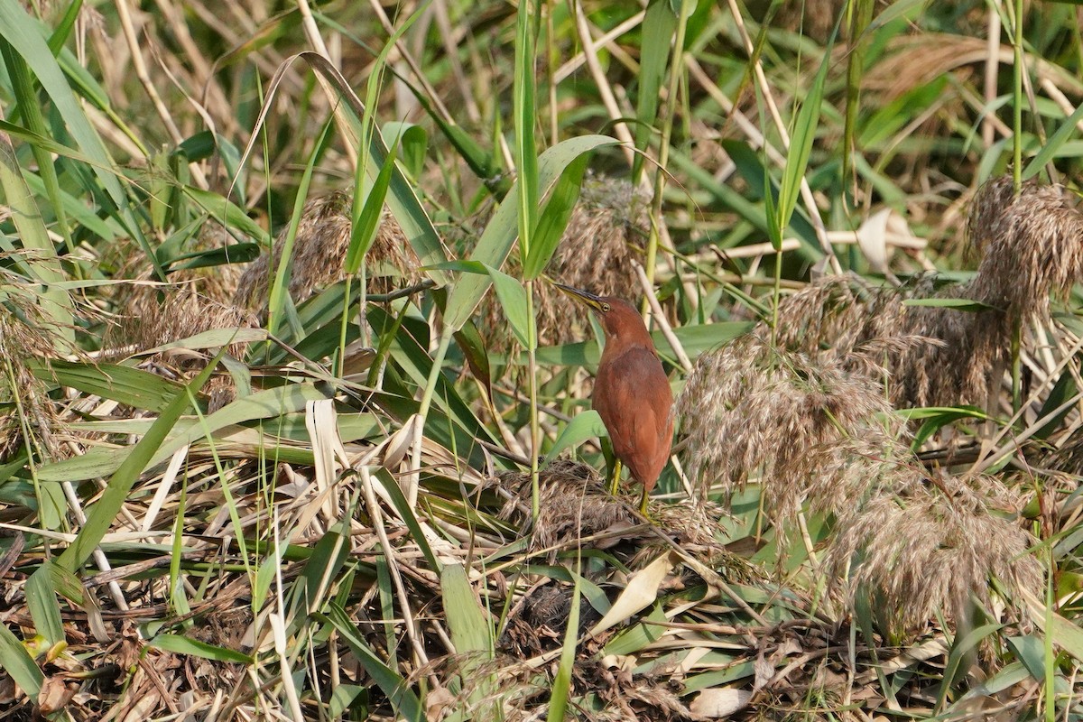 Cinnamon Bittern - ML647113749