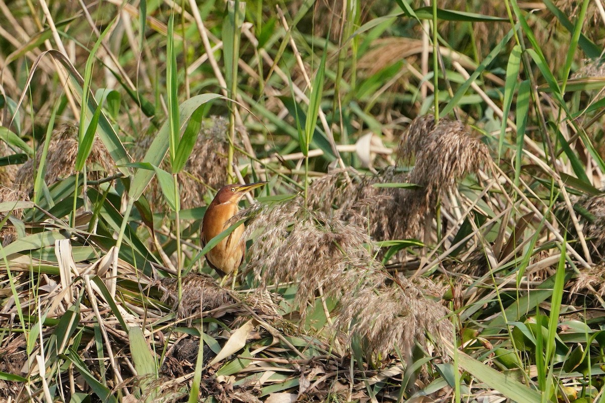 Cinnamon Bittern - ML647113750