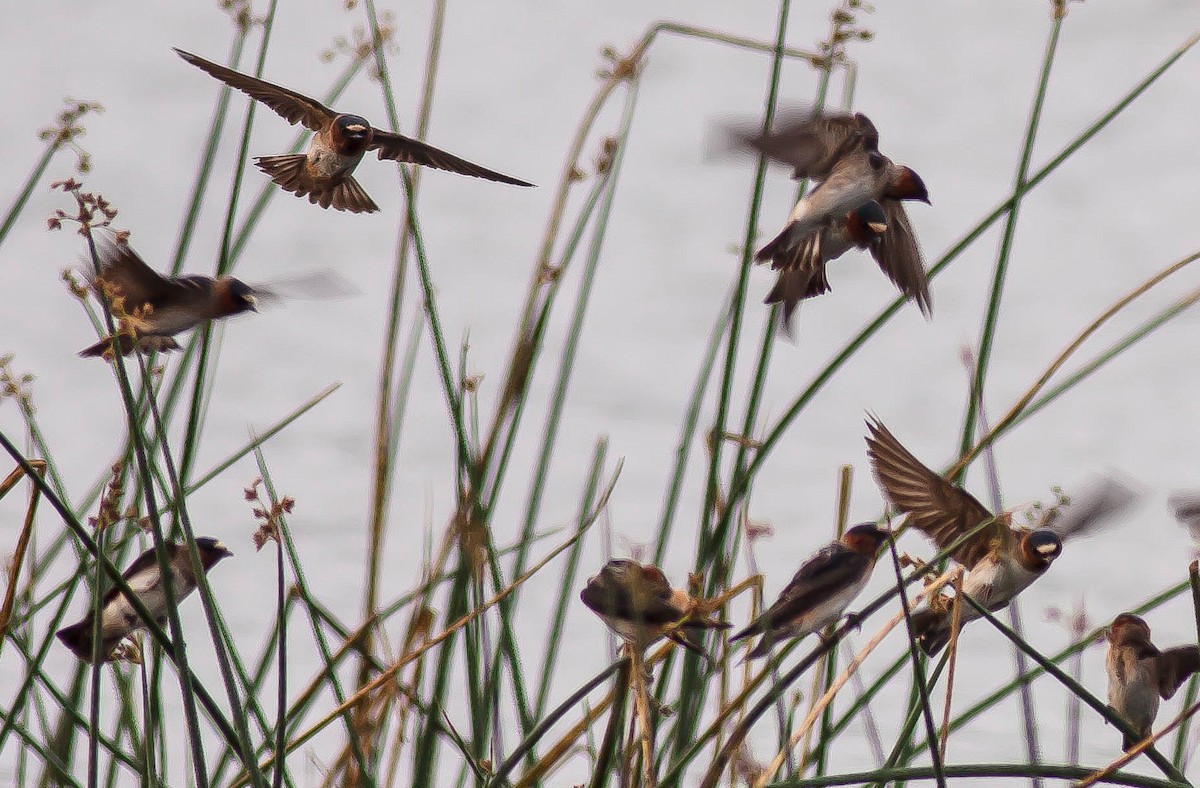 Cliff Swallow - ML647113760