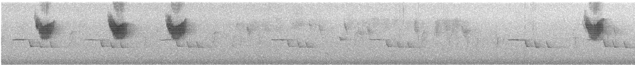 Sedosito Maculado - ML647113767