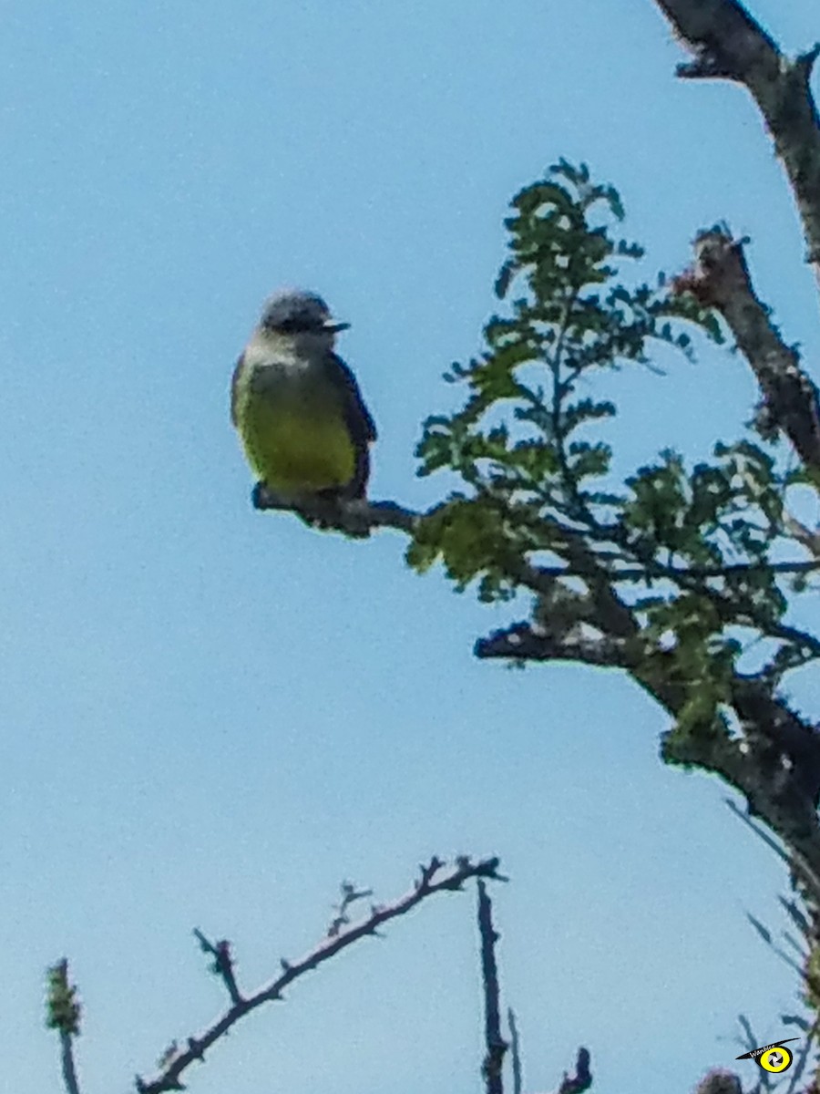 krattkongetyrann - ML647113769