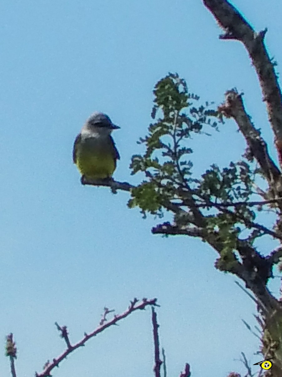 krattkongetyrann - ML647113770