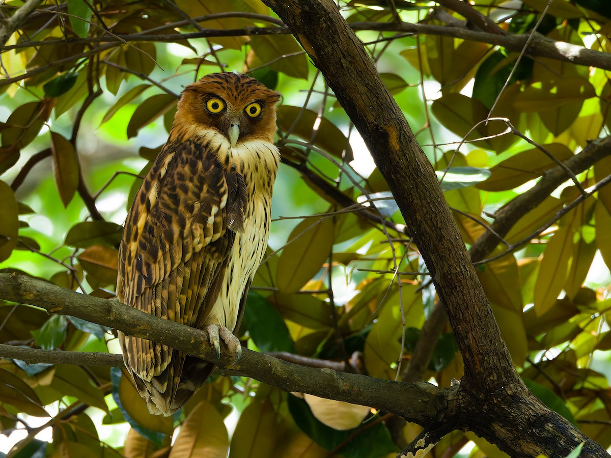 Grand-duc des Philippines - ML647113792