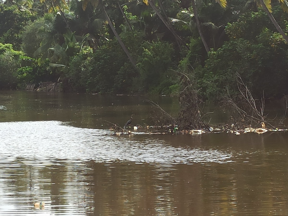 Oriental Darter - ML647113797