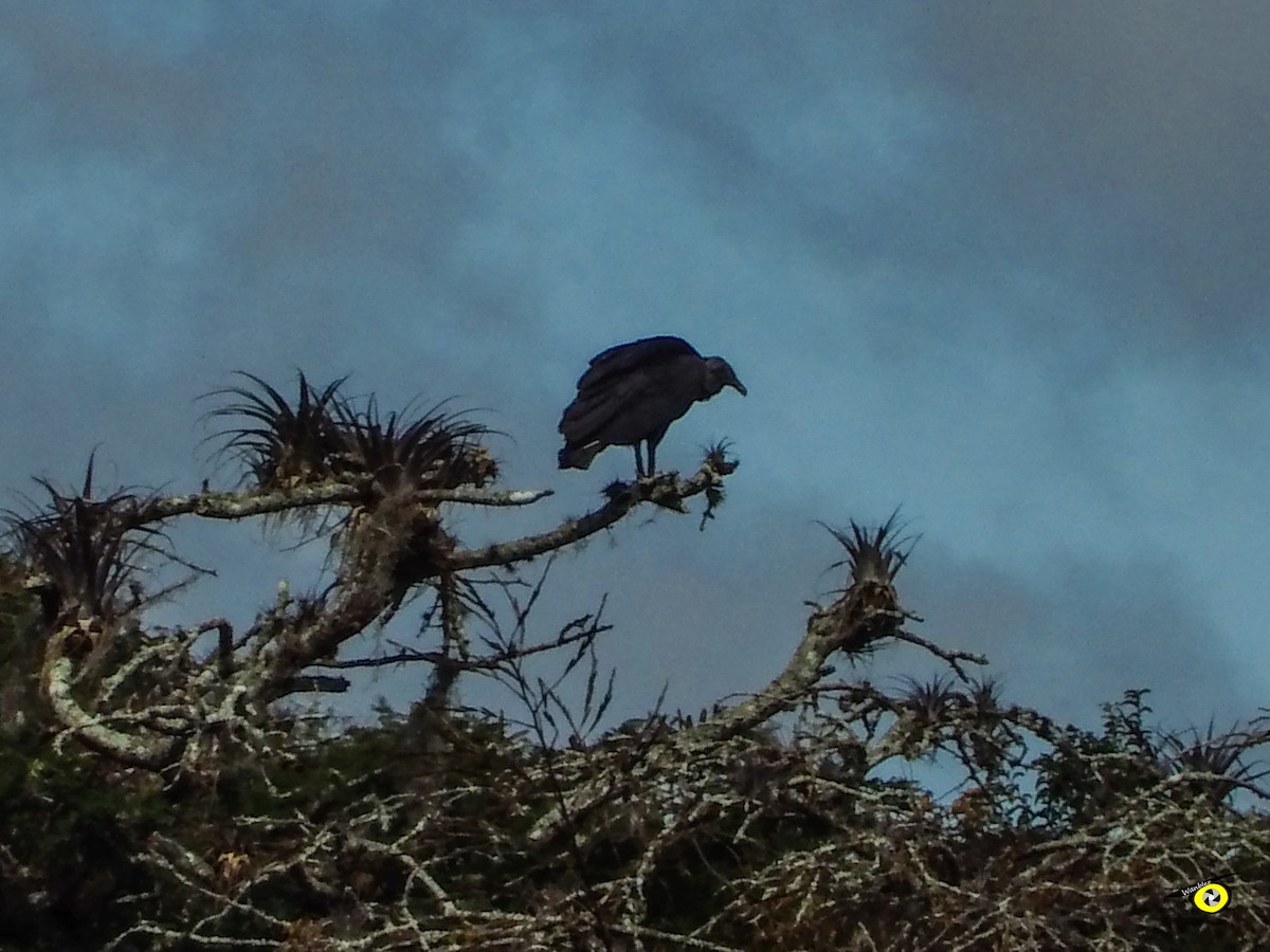 Black Vulture - ML647113807