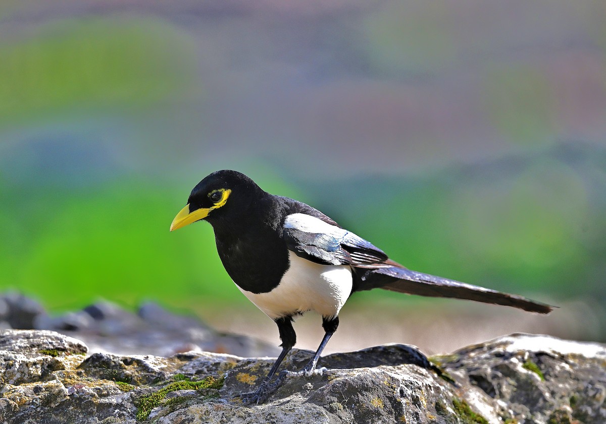 Yellow-billed Magpie - ML647113823