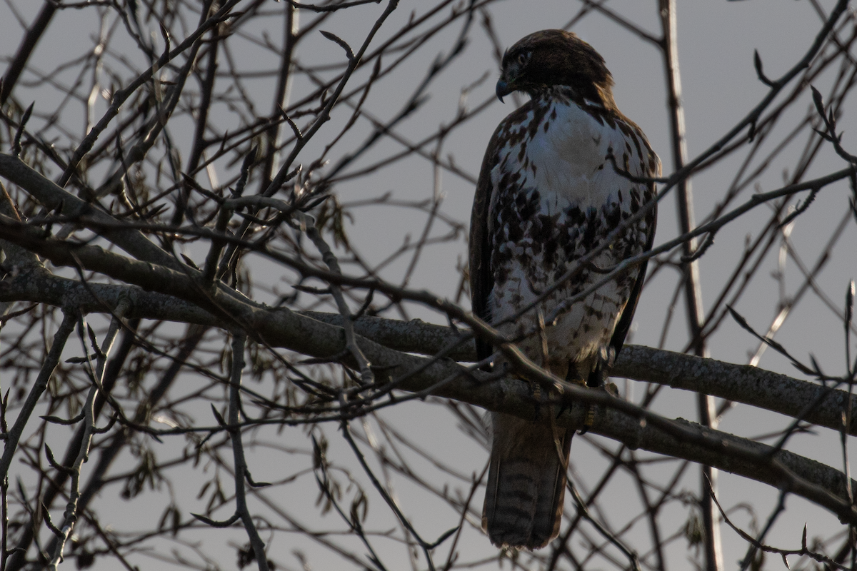 Red-tailed Hawk - ML647113825