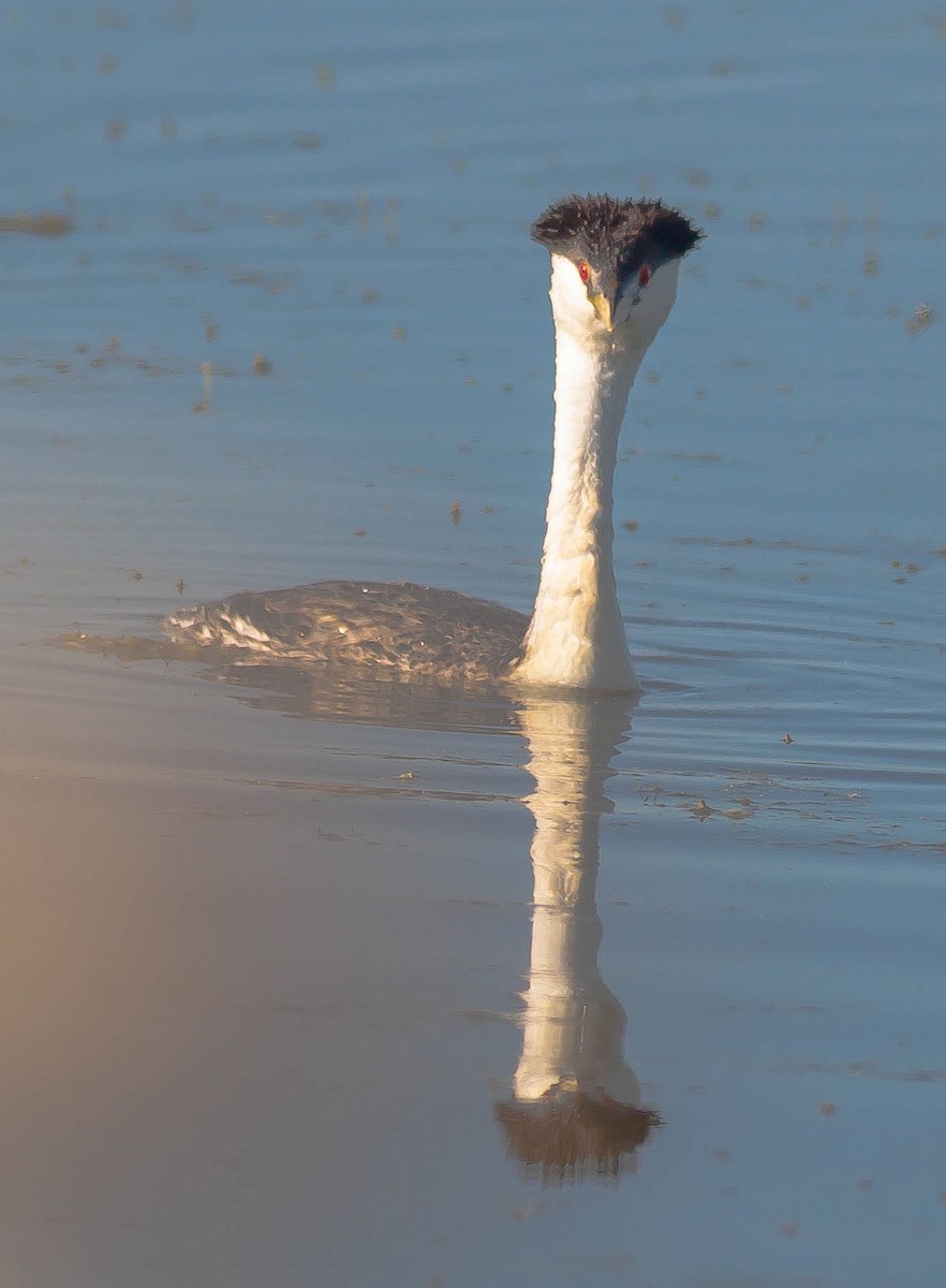 Clark's Grebe - ML647113833