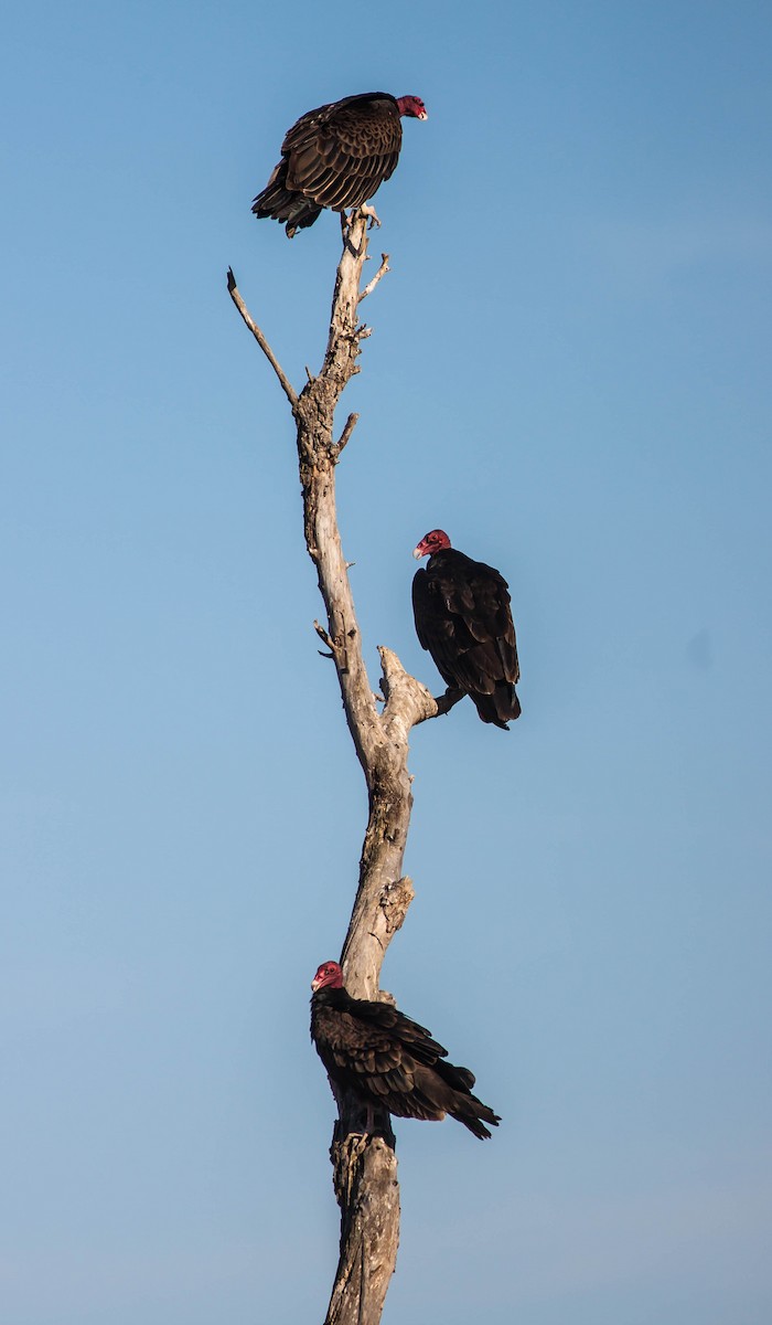 Turkey Vulture - ML647113841