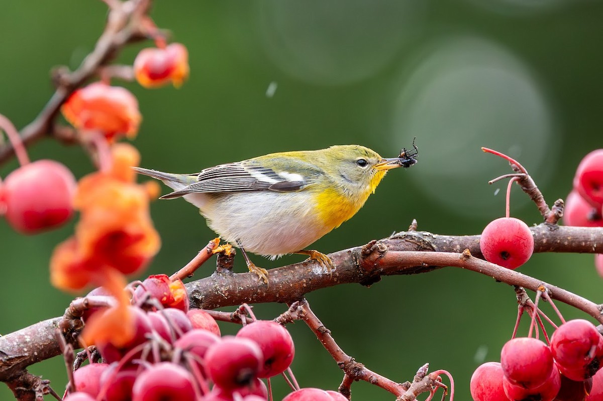 Northern Parula - ML647113843