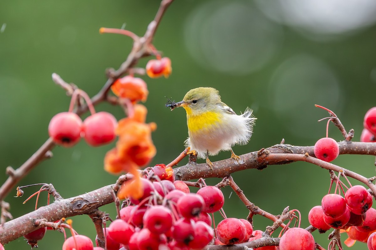 Northern Parula - ML647113844