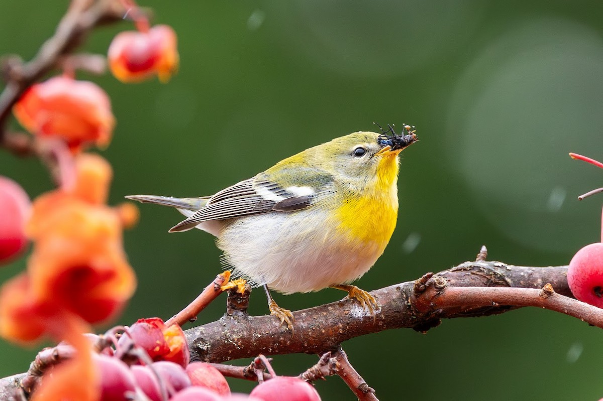 Northern Parula - ML647113845