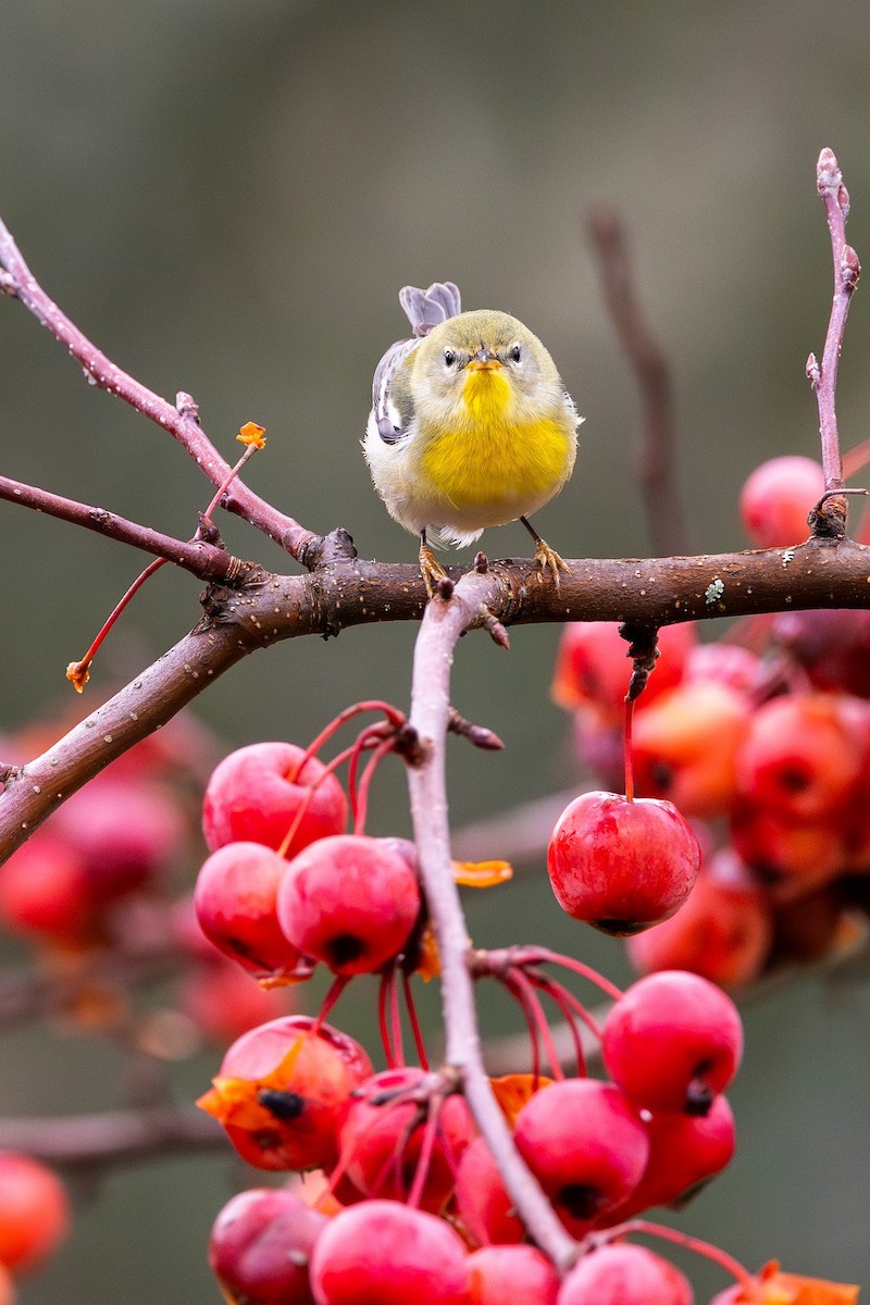 Northern Parula - ML647113846