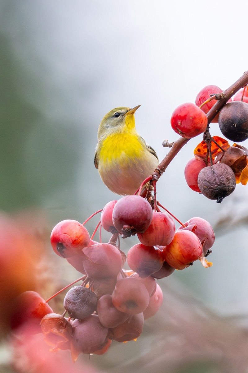 Northern Parula - ML647113847