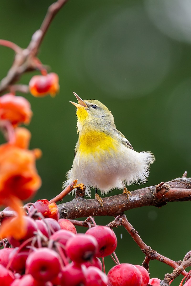 Northern Parula - ML647113848