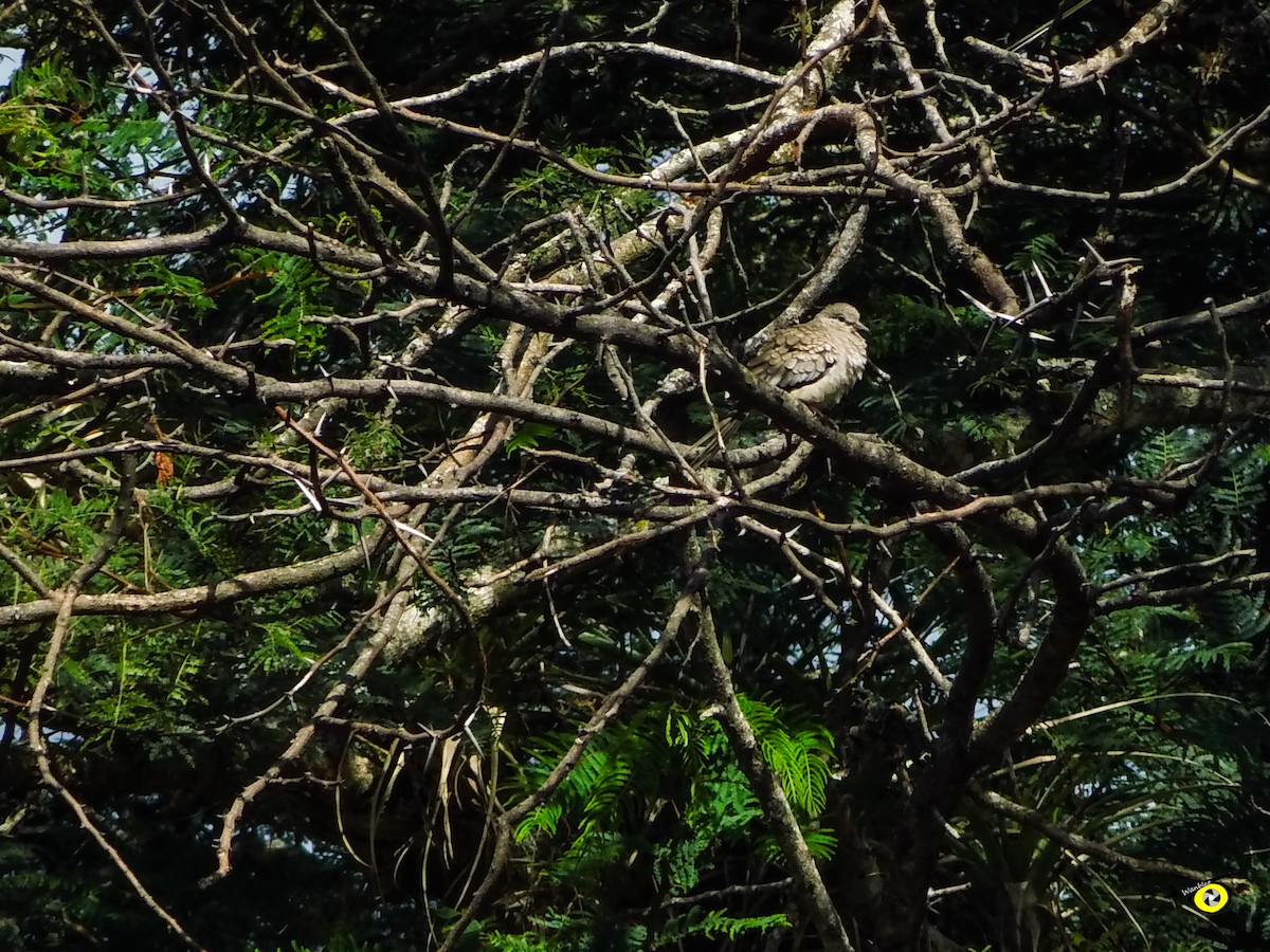 Inca Dove - ML647113849