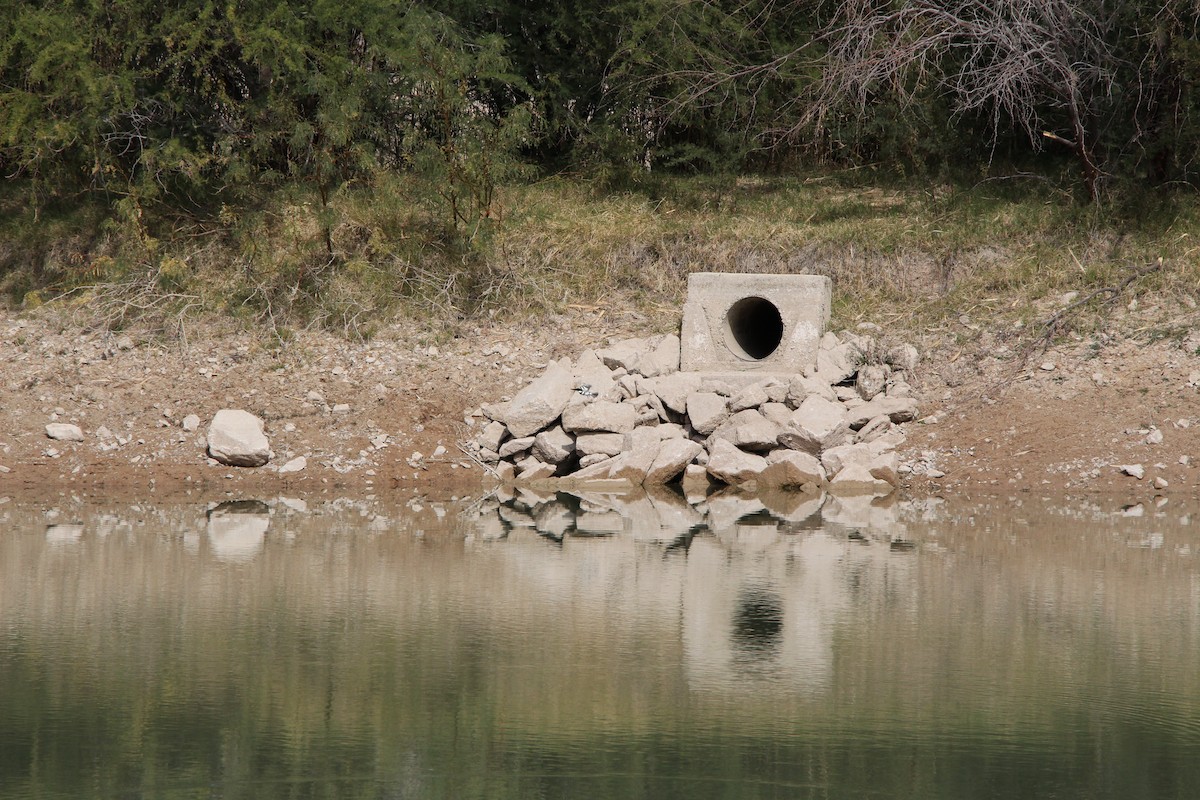 grønnisfugl - ML647113851