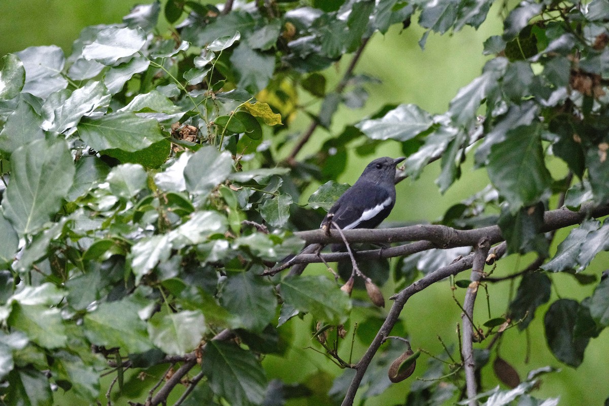 Oriental Magpie-Robin - ML647113859