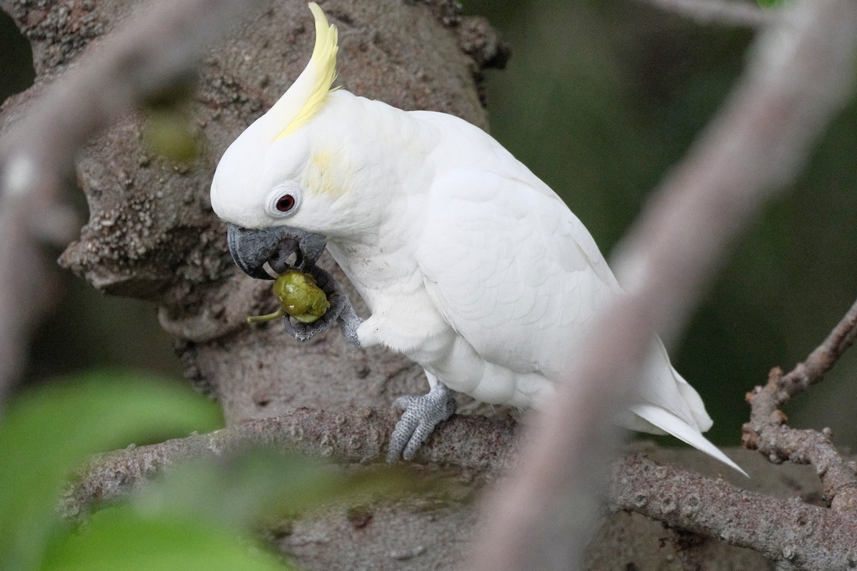 Yellow-crested Cockatoo - ML647113860