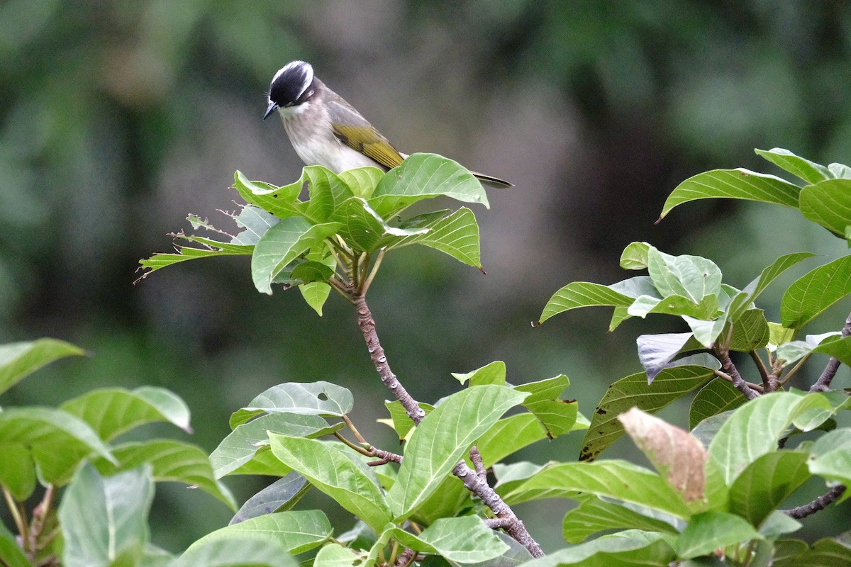 Light-vented Bulbul - ML647113861