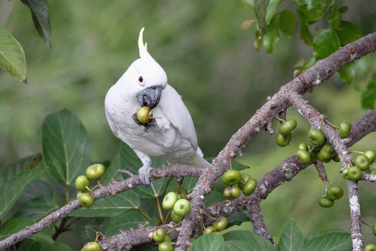 Yellow-crested Cockatoo - ML647113862