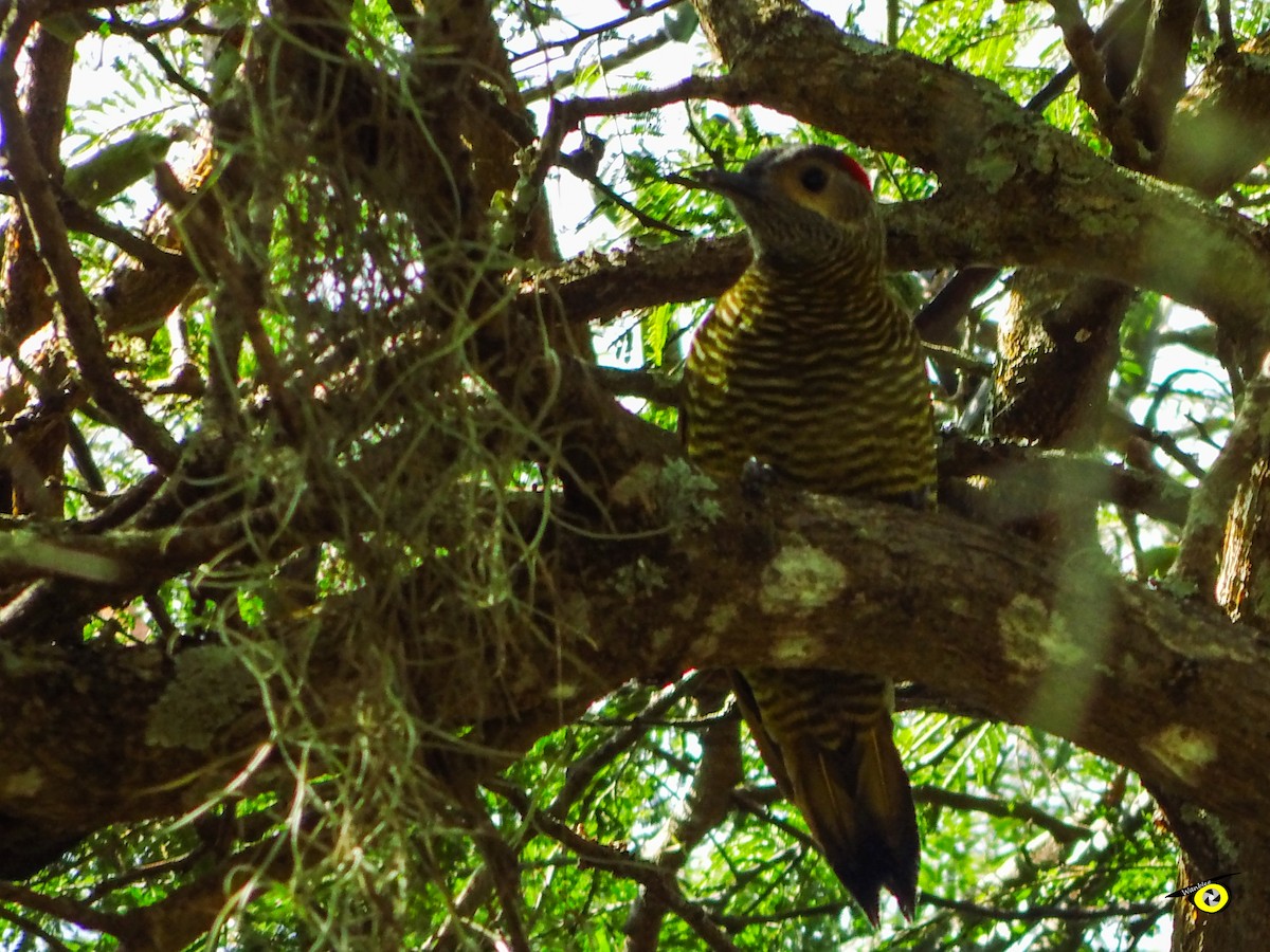 Golden-olive Woodpecker - ML647113875