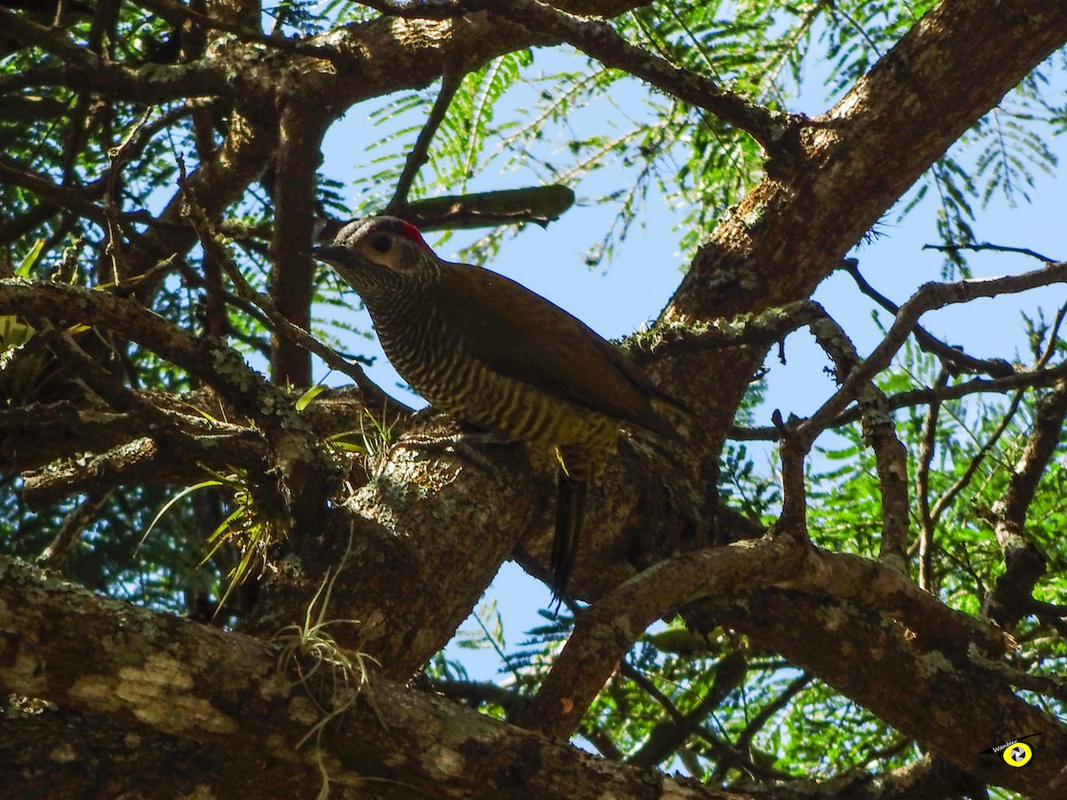 Golden-olive Woodpecker - ML647113878