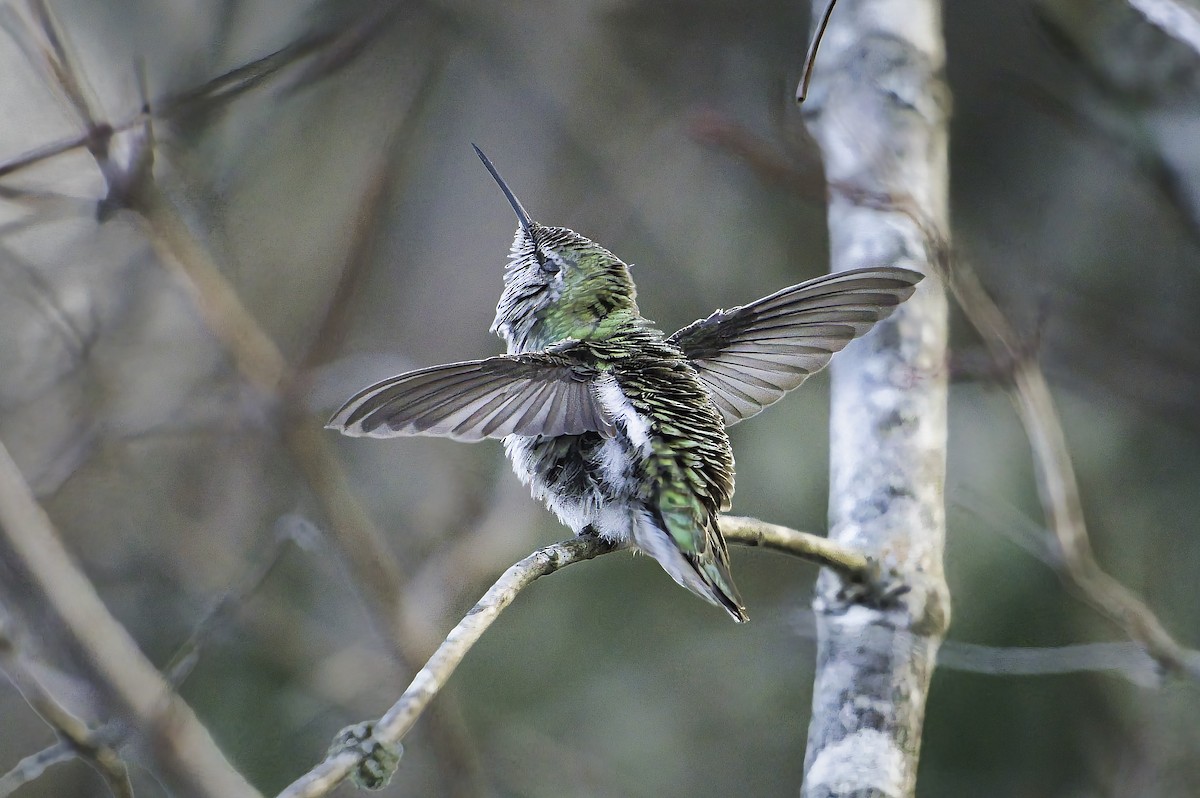 Anna's Hummingbird - ML647113880