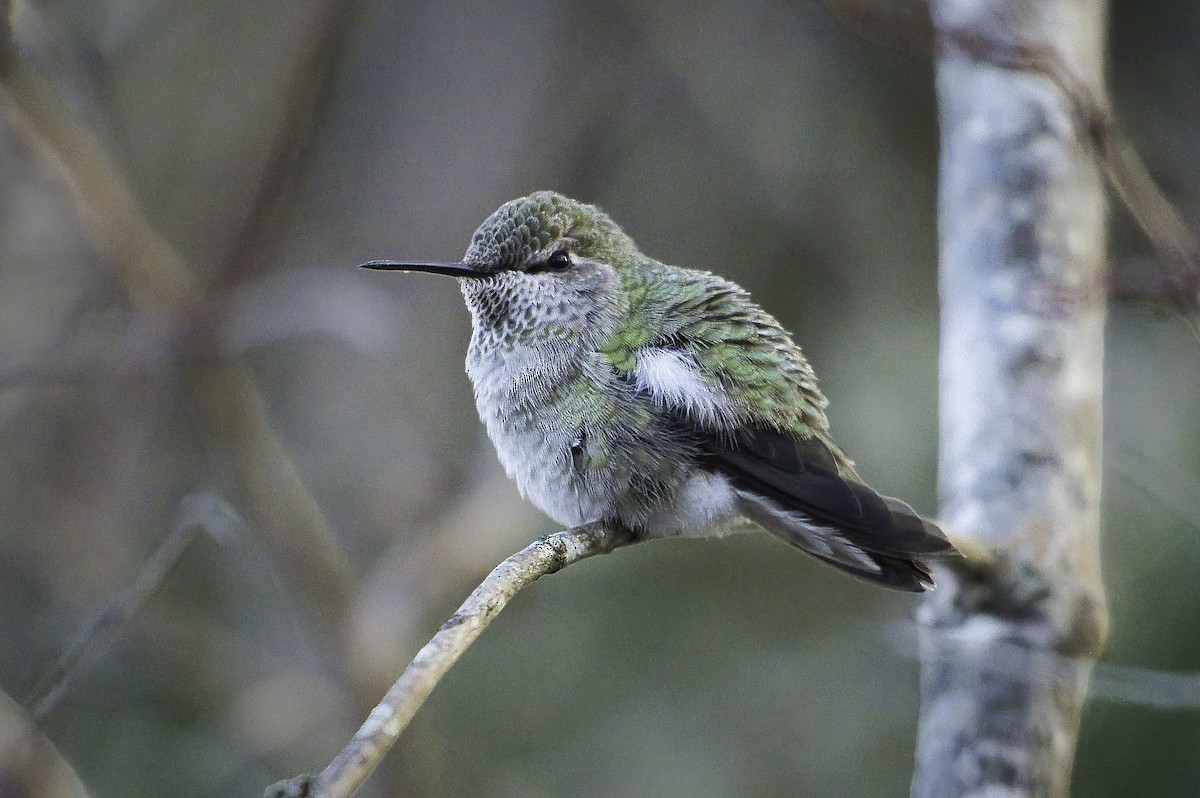 Anna's Hummingbird - ML647113881
