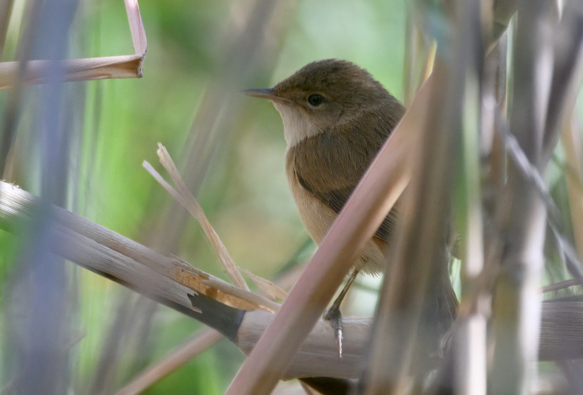 rørsanger (baeticatus gr.) - ML647113906