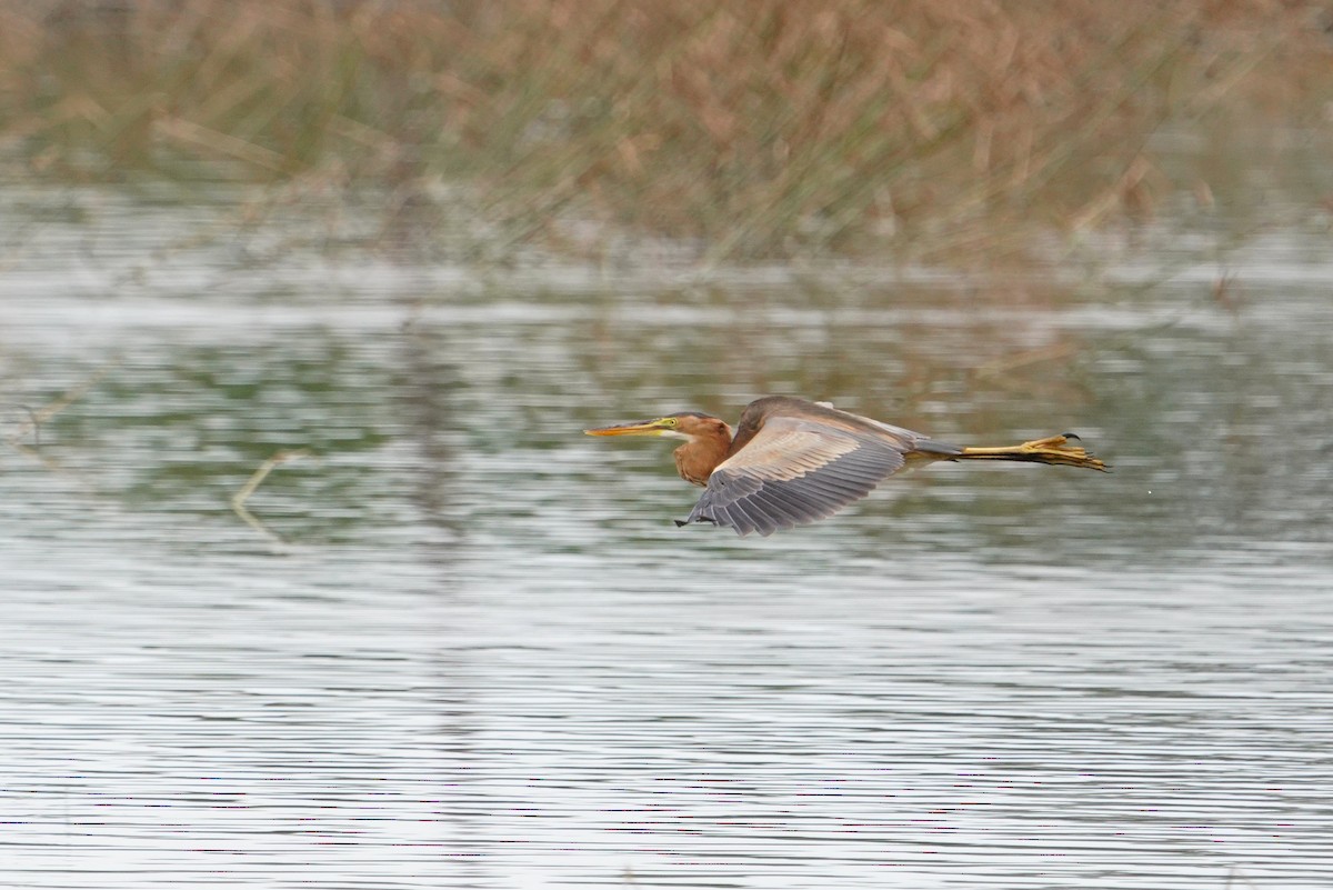 Purple Heron - ML647113907