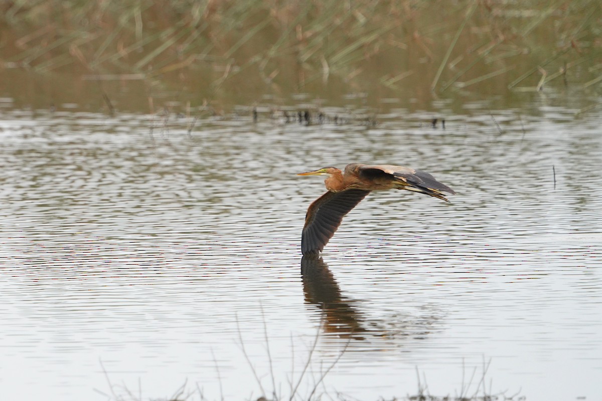 Purple Heron - ML647113908
