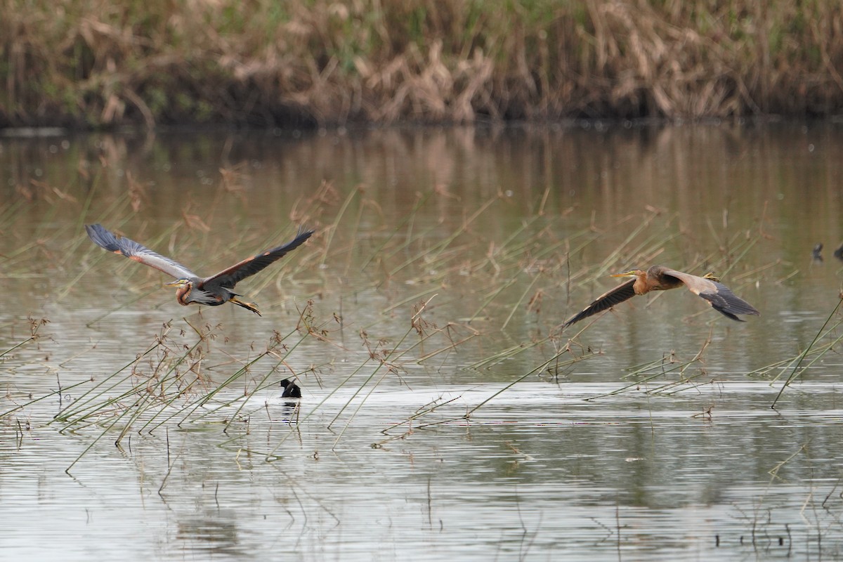 Purple Heron - ML647113909
