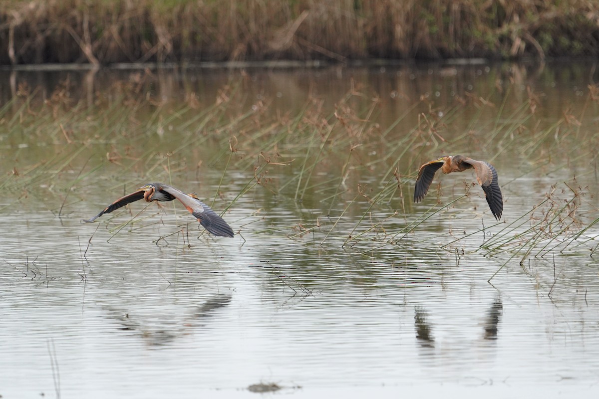 Purple Heron - ML647113910