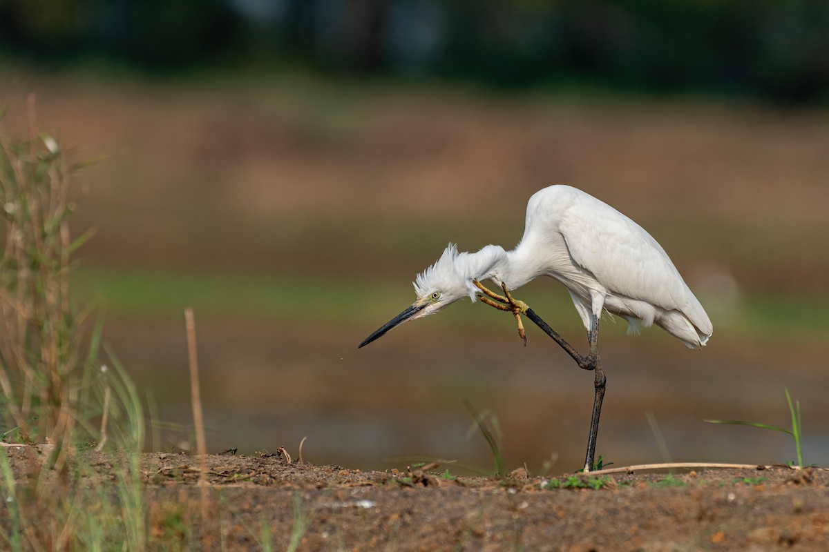 Garceta Común - ML647113911